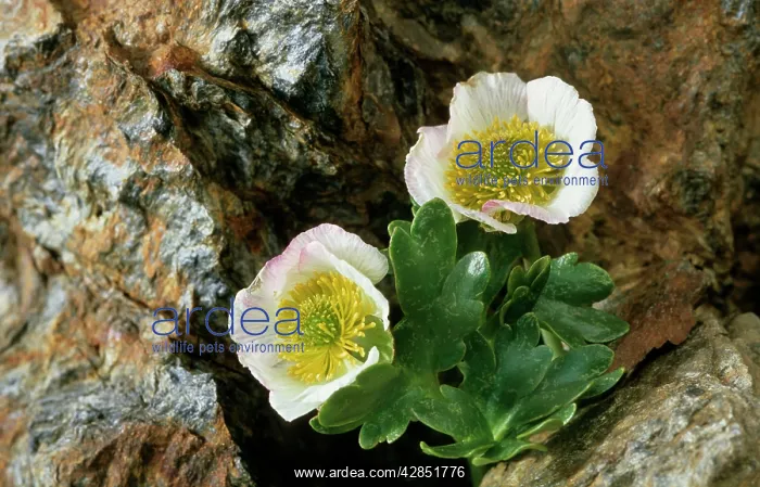 : Glacier CROWFOOT - plant in chasm : Glacier CROWFOOT - plant in chasm