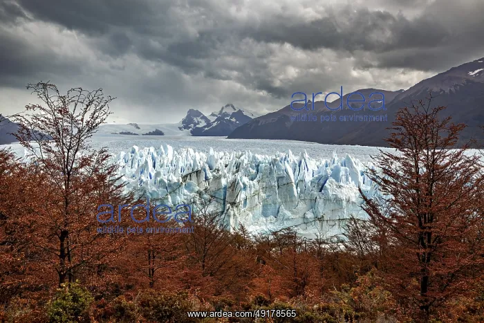: A glacier in a dramatic landscape with autumn trees and dark clouds over the mountains in the background : A glacier in a dramatic landscape with autumn trees and dark clouds over the mountains in the background