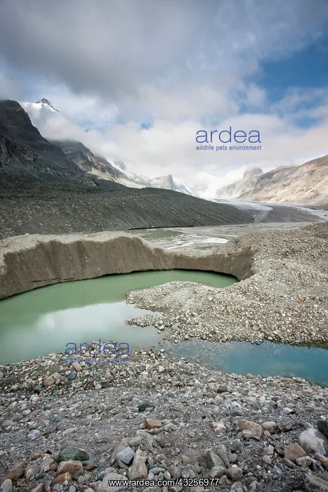 : Glacier foreland and disintegration moraine : Glacier foreland and disintegration moraine