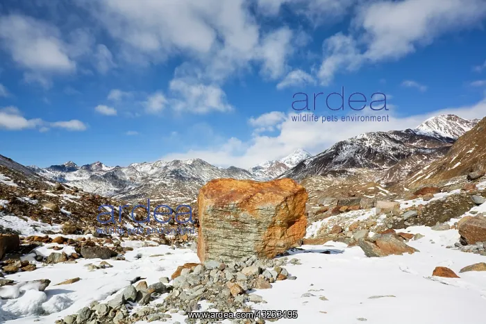 : Glacier foreland of Ghiacciaio Dei Forni : Glacier foreland of Ghiacciaio Dei Forni