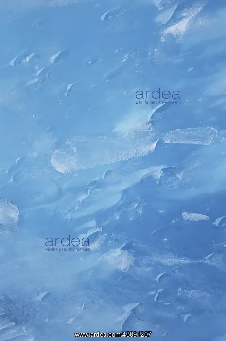 : Glacier Ice : Glacier Ice