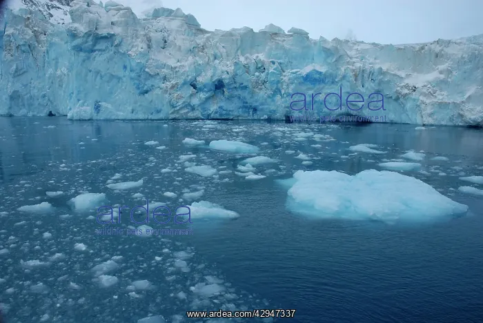 : Glacier ice in Drygalski Fjord : Glacier ice in Drygalski Fjord