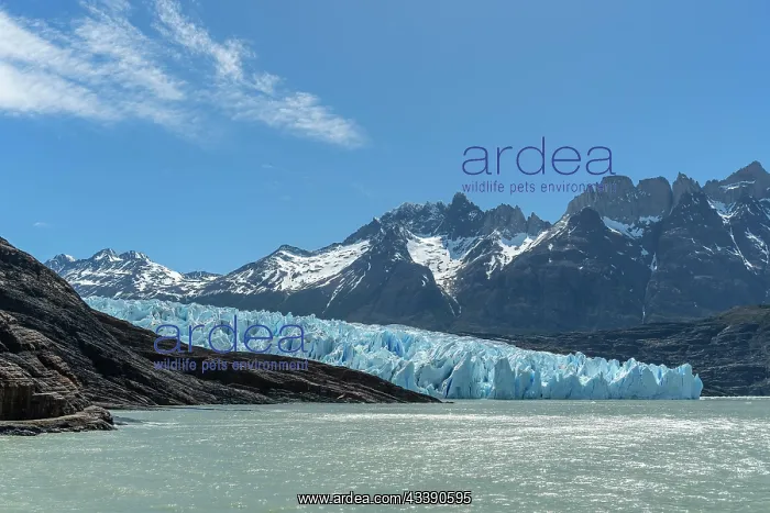 : Glacier, Lago Grey, Andes mountain range, Torres : Glacier, Lago Grey, Andes mountain range, Torres