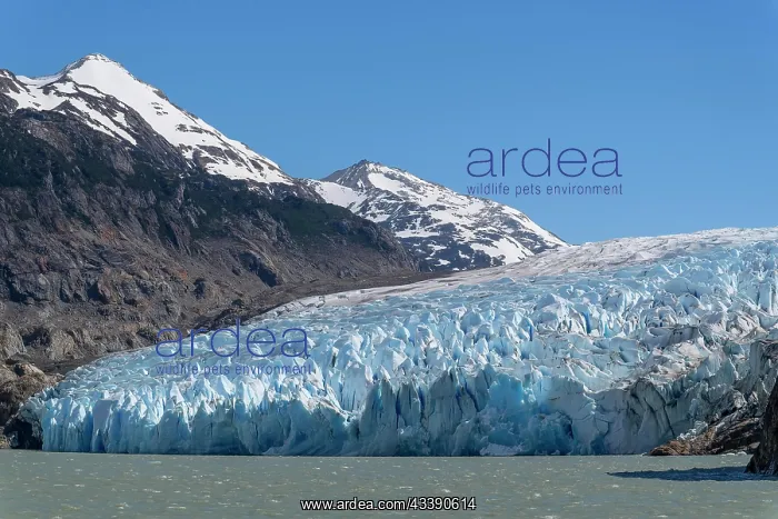 : Glacier, Lago Grey, Torres del Paine National Park : Glacier, Lago Grey, Torres del Paine National Park