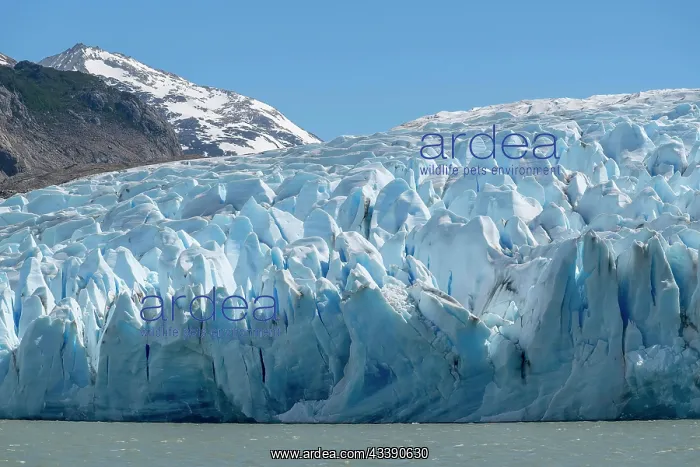 : Glacier, Lago Grey, Torres del Paine National Park : Glacier, Lago Grey, Torres del Paine National Park