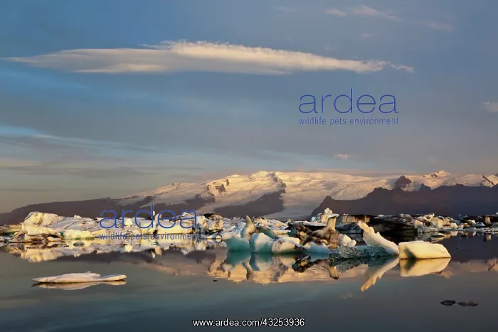 : Glacier Lagoon at sunrise, Iceland : Glacier Lagoon at sunrise, Iceland