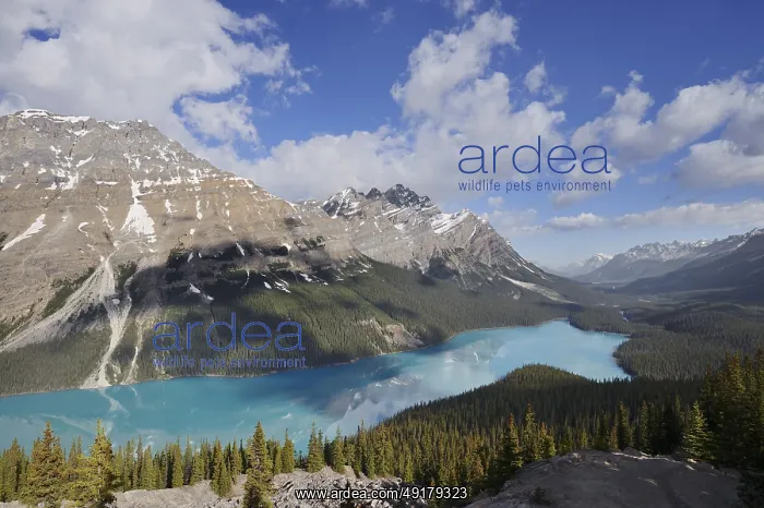 : Glacier lake Peyto Lake, Icefields Parkway : Glacier lake Peyto Lake, Icefields Parkway