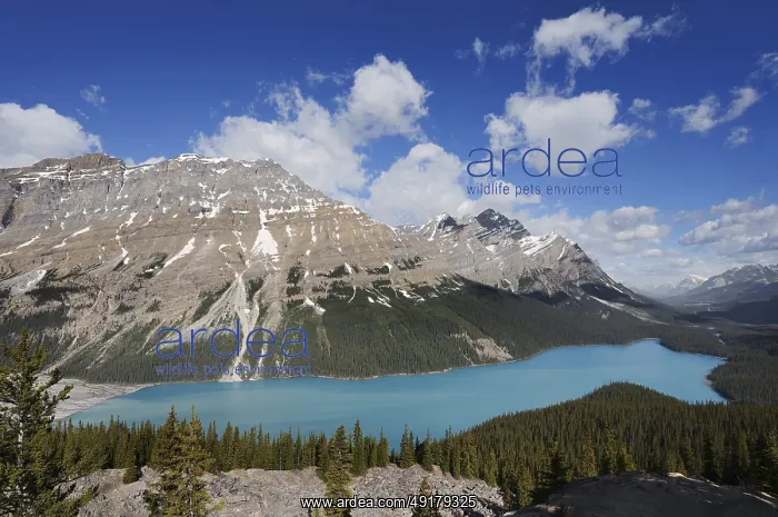 : Glacier lake Peyto Lake, Icefields Parkway : Glacier lake Peyto Lake, Icefields Parkway