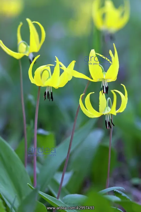 : Glacier Lily - flowers in summer Yellowstone National : Glacier Lily - flowers in summer Yellowstone National
