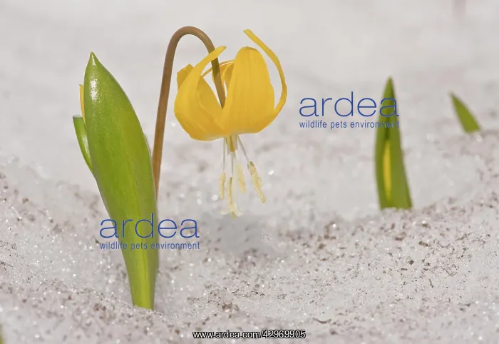 : Glacier lily - pushing up through snow : Glacier lily - pushing up through snow