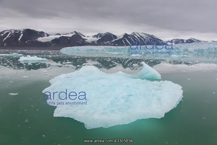: Glacier Monacobreen debouches into the Liefdefjorden : Glacier Monacobreen debouches into the Liefdefjorden