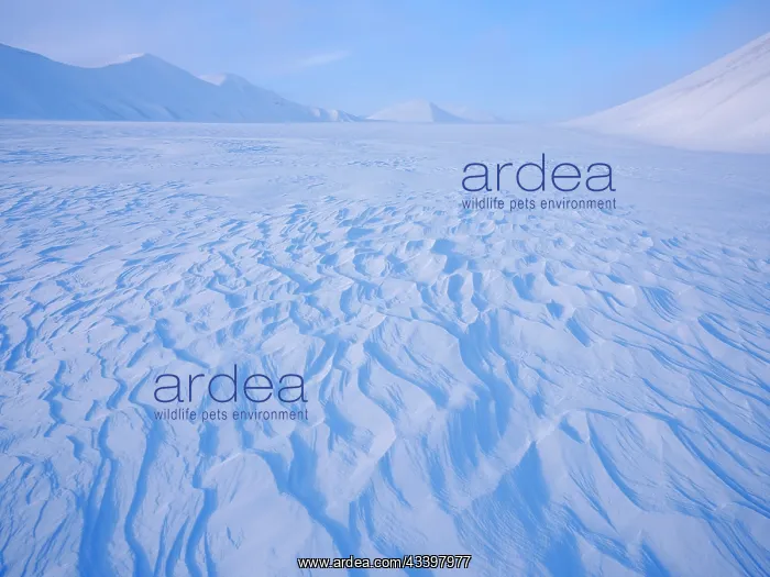 : Glacier Rabotbreen in Sassen-Buensow Land National : Glacier Rabotbreen in Sassen-Buensow Land National