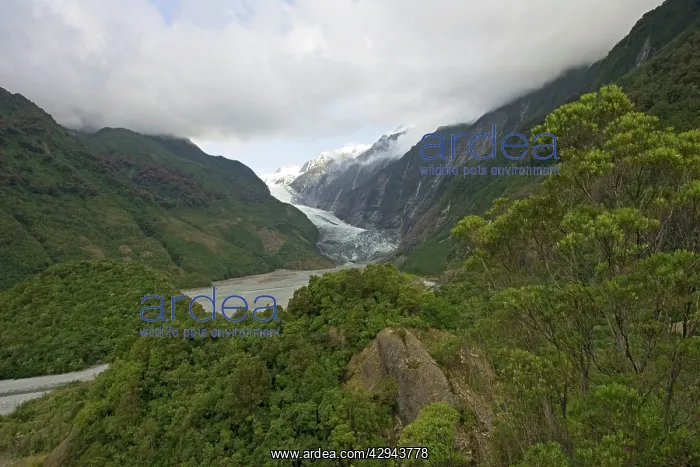 : Glacier - scenic view of Franz Josef glacier : Glacier - scenic view of Franz Josef glacier