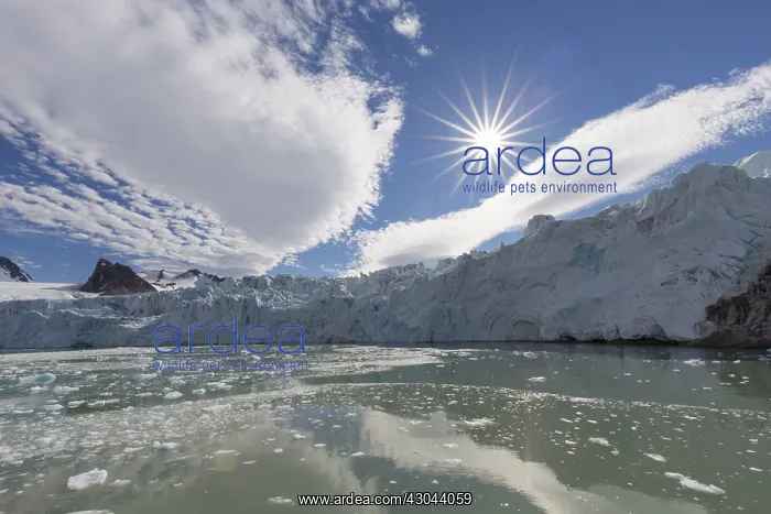 : Glacier Smeerenburgbreen debouches into the Bjornfjorden : Glacier Smeerenburgbreen debouches into the Bjornfjorden