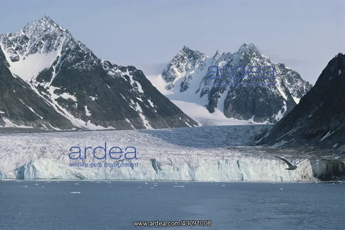 : Glacier in Spitsbergen : Glacier in Spitsbergen