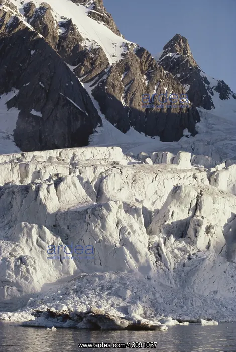 : Glacier in Spitsbergen : Glacier in Spitsbergen