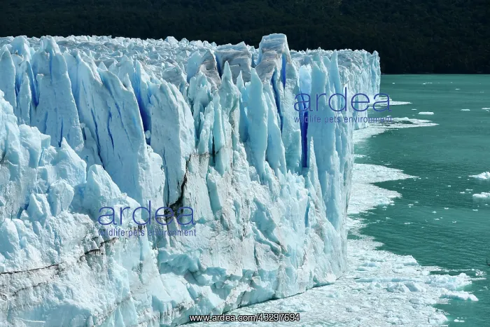 : Glacier tongue, Glaciar Perito Moreno Glacier, Abort : Glacier tongue, Glaciar Perito Moreno Glacier, Abort