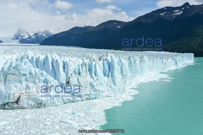 : Glacier tongue, Glaciar Perito Moreno Glacier, Abort : Glacier tongue, Glaciar Perito Moreno Glacier, Abort