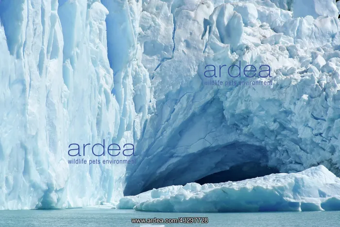 : Glacier tongue, Glaciar Perito Moreno Glacier, Abort : Glacier tongue, Glaciar Perito Moreno Glacier, Abort