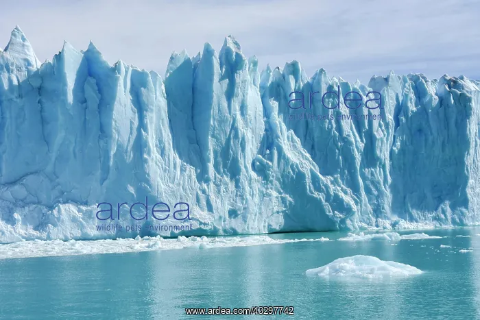 : Glacier tongue, Glaciar Perito Moreno Glacier, Abort : Glacier tongue, Glaciar Perito Moreno Glacier, Abort