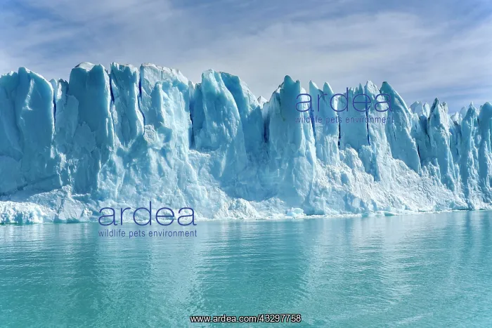 : Glacier tongue, Glaciar Perito Moreno Glacier, Abort : Glacier tongue, Glaciar Perito Moreno Glacier, Abort