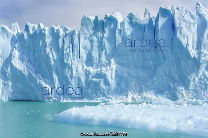 : Glacier tongue, Glaciar Perito Moreno Glacier, Abort : Glacier tongue, Glaciar Perito Moreno Glacier, Abort