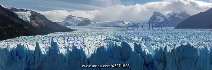 : Glacier Tongue, Ice Field, Perito Moreno Glacier : Glacier Tongue, Ice Field, Perito Moreno Glacier