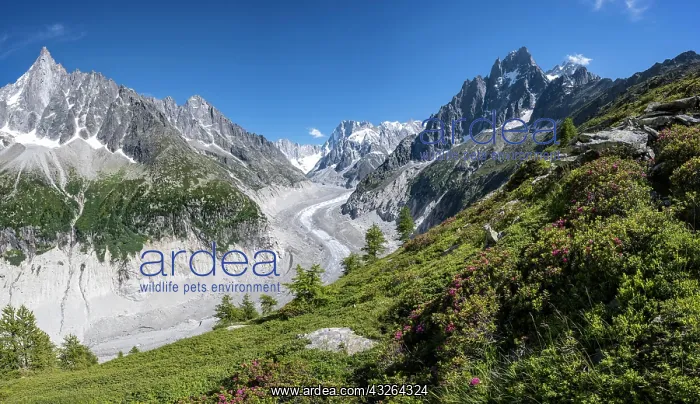 : Glacier tongue Mer de Glace, rear Grandes Jorasses : Glacier tongue Mer de Glace, rear Grandes Jorasses