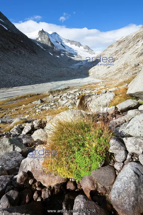 : The glacier Viltragenkees in the National : The glacier Viltragenkees in the National