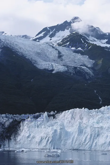 : Glaciers in College Fjord : Glaciers in College Fjord