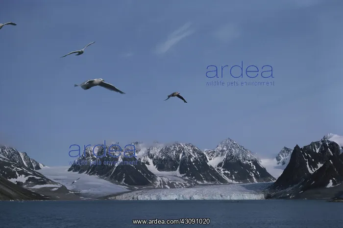 : Glaciers in Spitsbergen : Glaciers in Spitsbergen