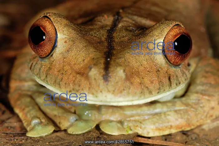 : Gladiator Frog : Gladiator Frog