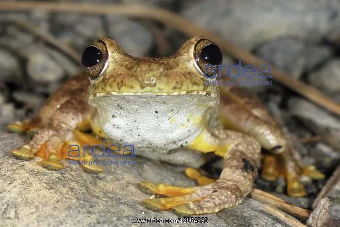 : Gladiator Frog : Gladiator Frog