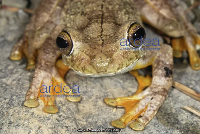 : Gladiator Frog : Gladiator Frog