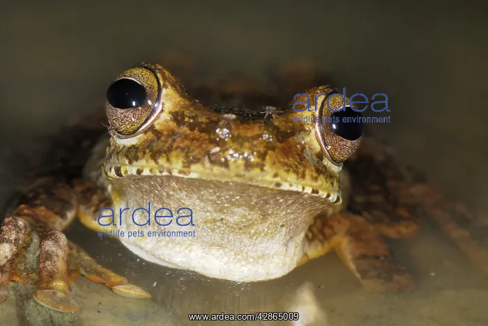  : Gladiator Frog