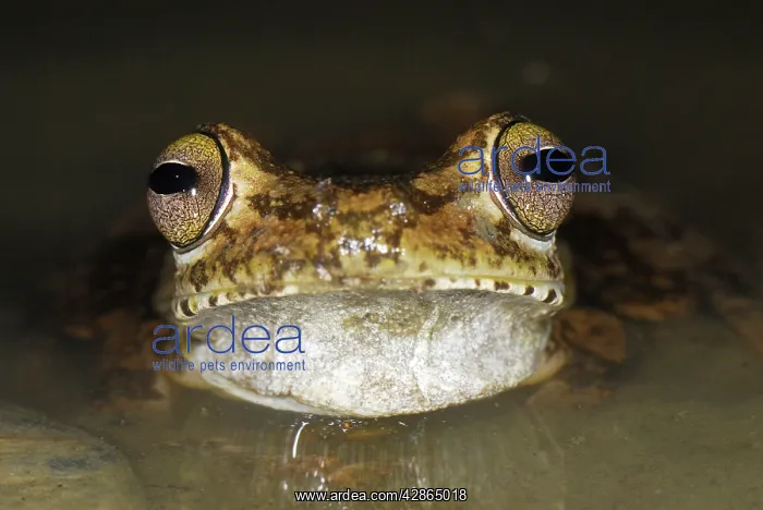: Gladiator Frog : Gladiator Frog