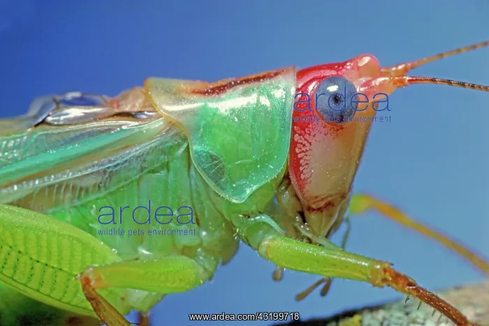 : Gladiator Katydid : Gladiator Katydid