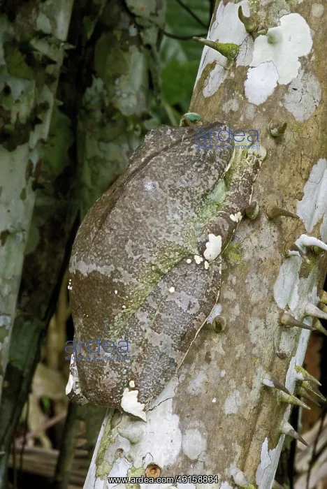  : Gladiator Treefrog (Hyla boans) sleeping