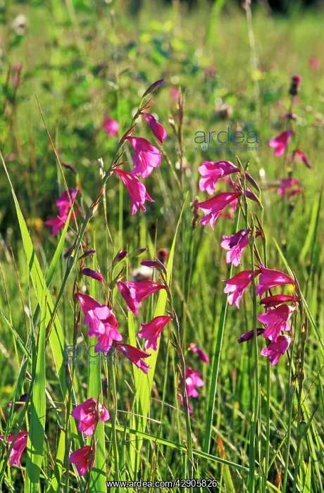 : Gladiola palustris - in flower : Gladiola palustris - in flower