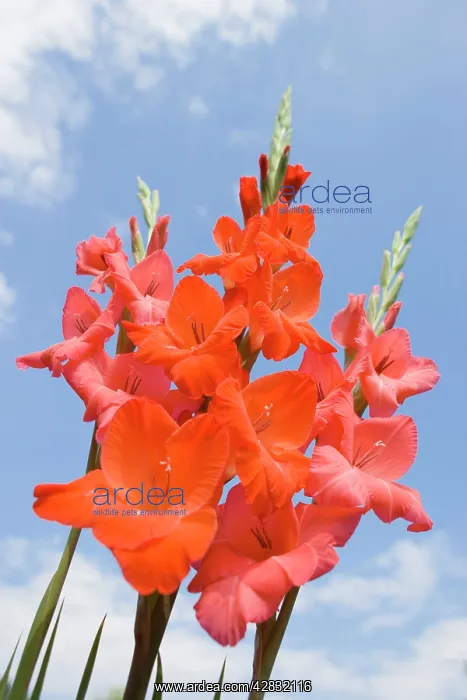 : Gladioli Flowers - Red against blue sky : Gladioli Flowers - Red against blue sky