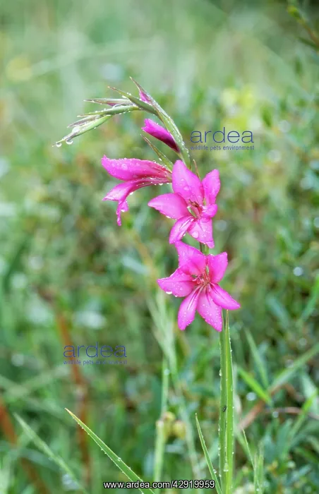 : GLADIOLUS (Gladiolus illyricus). Menorca, May : GLADIOLUS (Gladiolus illyricus). Menorca, May