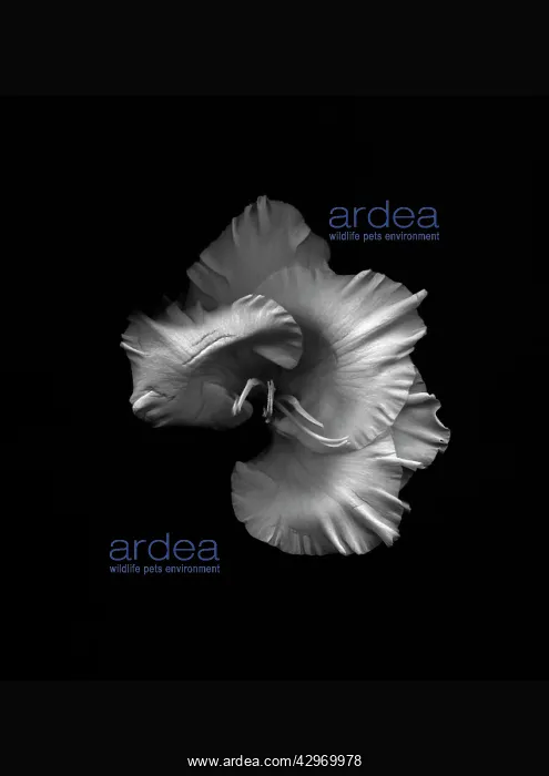 : Gladiolus, Gladiolus White Ice : Gladiolus, Gladiolus White Ice