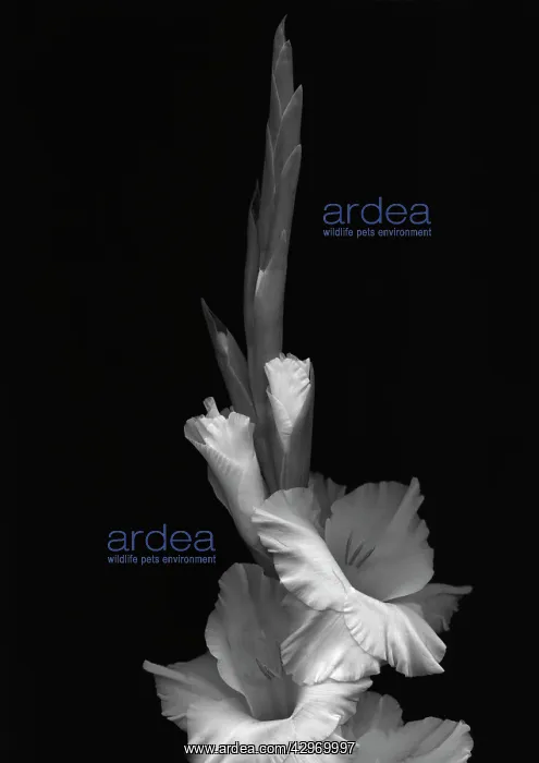 : Gladiolus, Gladiolus White Ice : Gladiolus, Gladiolus White Ice