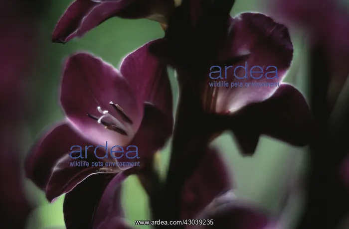 : Gladiolus : Gladiolus