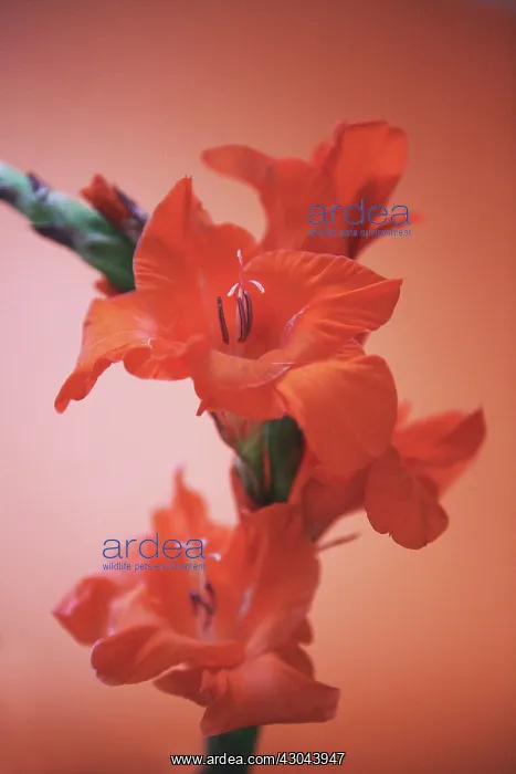 : Gladiolus : Gladiolus