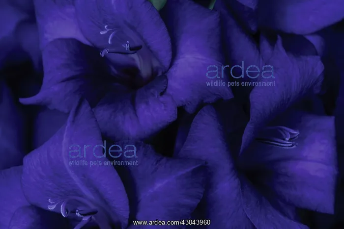 : Gladiolus, Gladiolus Purple Flora : Gladiolus, Gladiolus Purple Flora