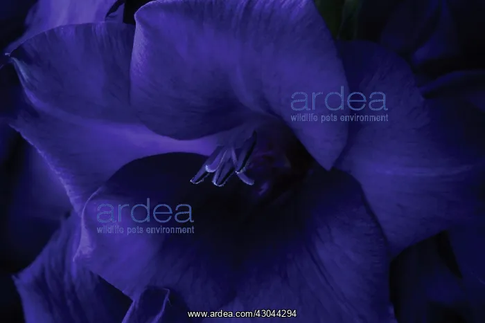 : Gladiolus, Gladiolus Purple Flora : Gladiolus, Gladiolus Purple Flora