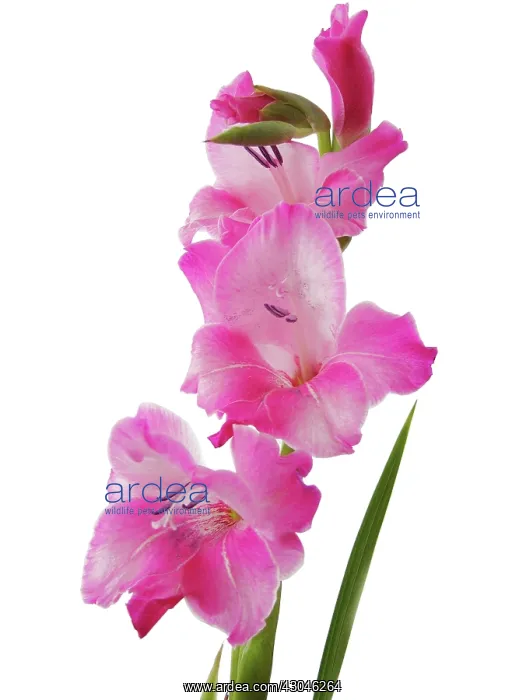 : Gladiolus : Gladiolus