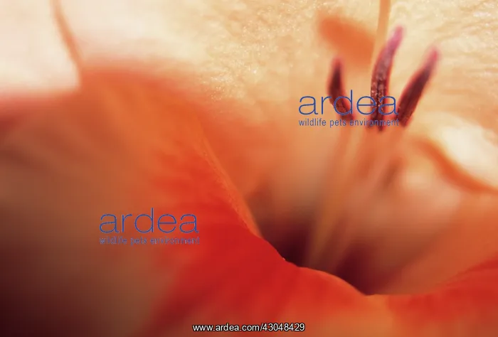 : Gladiolus, Gladiolus Jo Ann : Gladiolus, Gladiolus Jo Ann