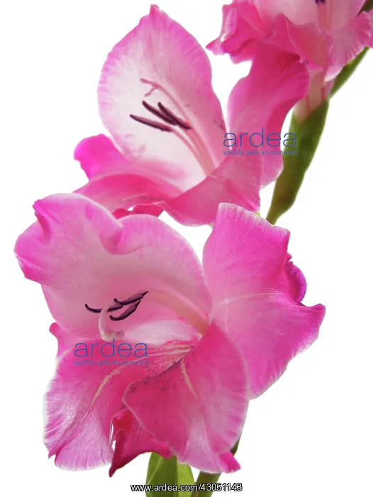 : Gladiolus : Gladiolus